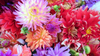 Our Favorite Dahlia Flower Arrangements and Their Meanings