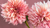 5 Flower Trivias About Dahlias