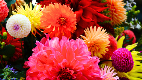 Our Favorite Dahlia Varieties with Long Vase Life