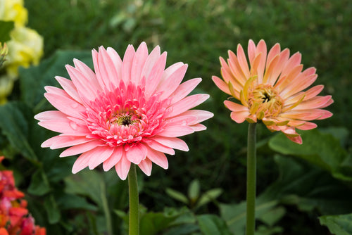 Daisies: Flower Types & Floral Arrangement Tips