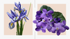 Iris and Violets: February Birthday Flowers