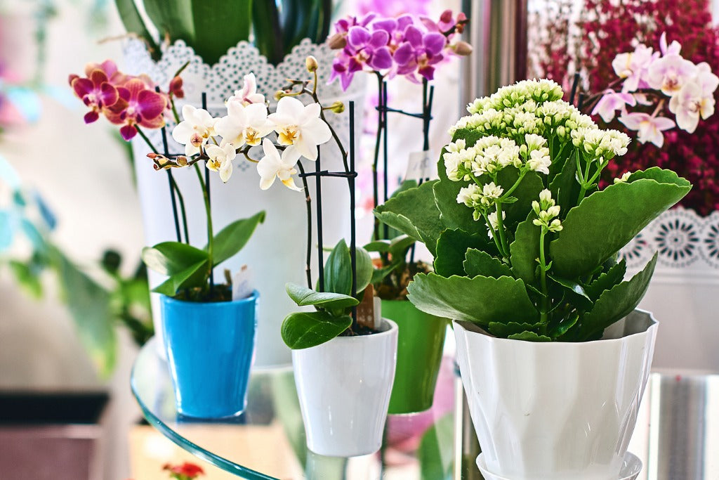 Fresh Flowers Help with Pain Relief Post-Surgery, According to Study