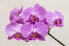 Here’s Why Orchids Make Perfect Valentine’s Day Flowers
