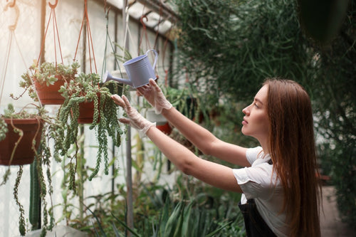 Plant Care: A Summer Survival Guide for Indoor Plants