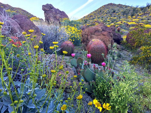 Spring Escape: See SoCal Desert's Wildflowers In Super Bloom