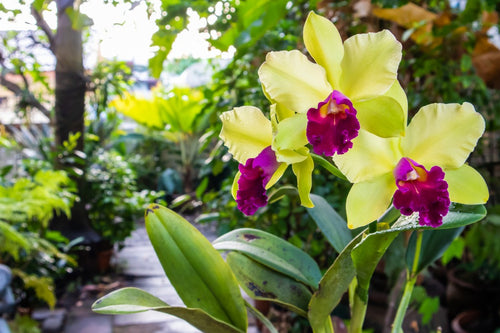 Orchid Care: Is It OK to Put Orchids Outside in the Summer?