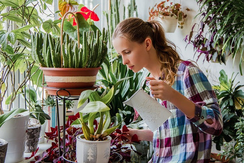 Indoor Plant Care: How to Water Your Houseplants Properly