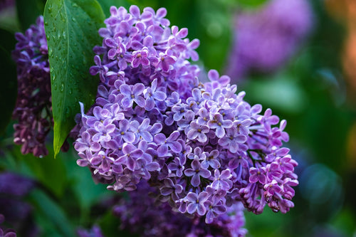 How to Plant a Lilac Bush: A Step-by-Step Approach
