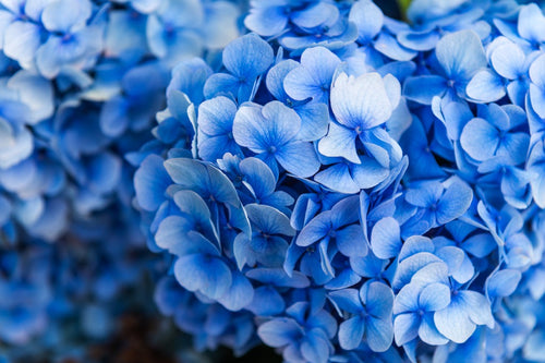 Classic Blue Flowers Hydrangea