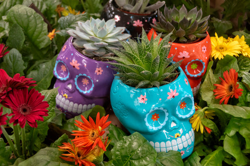The Prettiest DIY Halloween Succulent Planters You’d Want to Keep