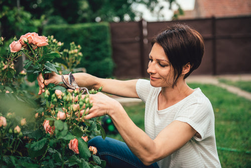 How to Start A Fall Garden