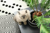 Shopping List of Non-Toxic Indoor Plants for Pet Parents