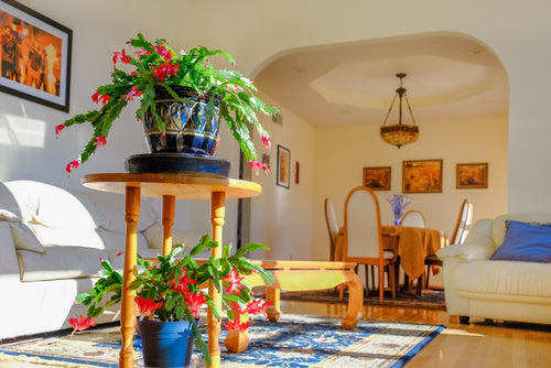 5 Christmas Flowers and Plants to Love Aside from Poinsettia