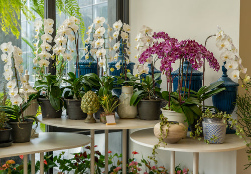 orchids in a flower shop