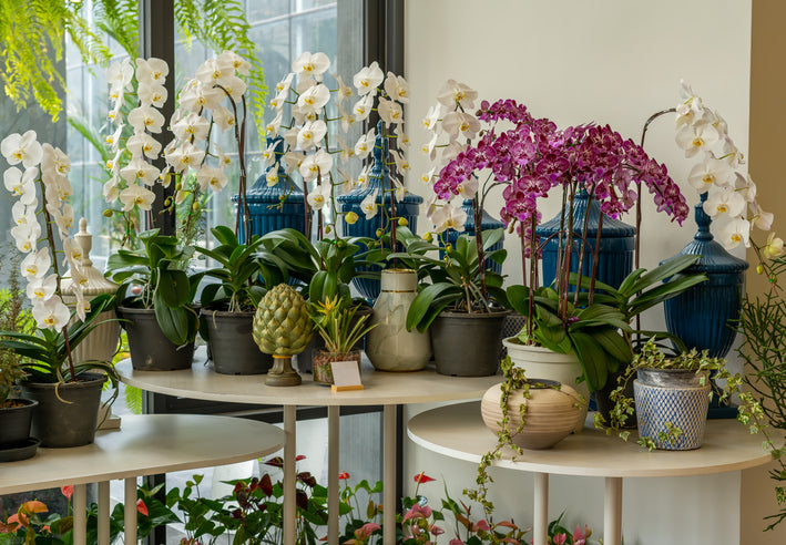 5 Helpful Tips When Shopping For Long-Lasting Orchids