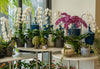 5 Helpful Tips When Shopping For Long-Lasting Orchids