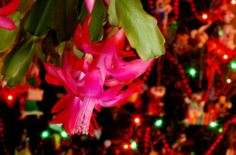 7 Indoor Plants for Your Christmas Garden  Orchid Republic Floral Boutique