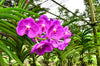 The Vibrant Vanda Orchids