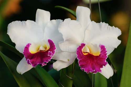 Cattleya Orchids: The Captivating Corsage Orchids
