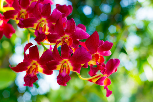 5 Of The Most Breathtaking Orchid Gardens Around The World