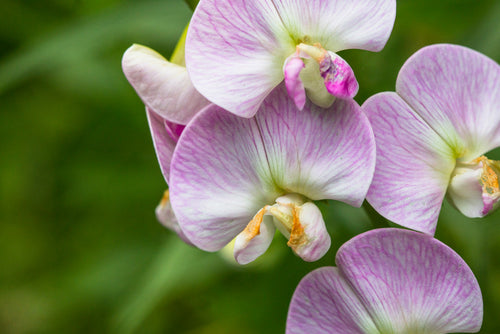 Rare Orchids Poached From Flower Pot Island