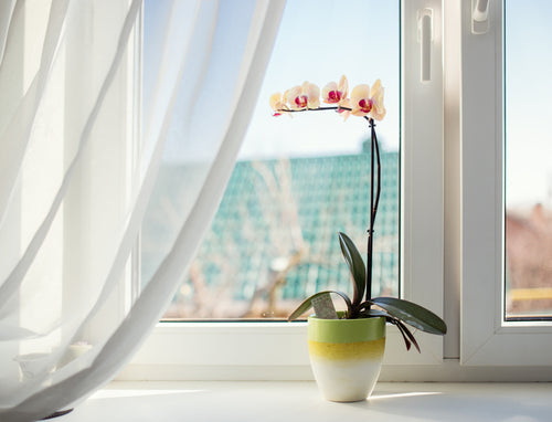 Orchid Care: How to Maintain Your Orchids Indoors
