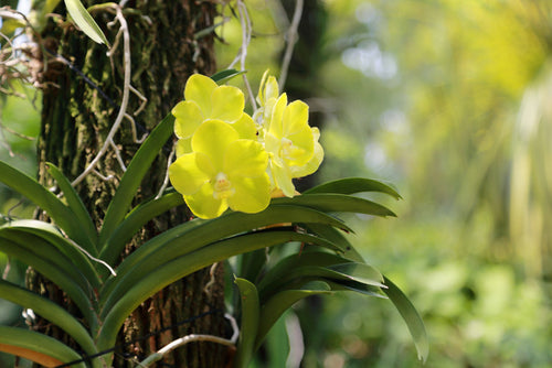 Endangered Native Orchid Species Return To Miami Beach Through Million Orchid Project
