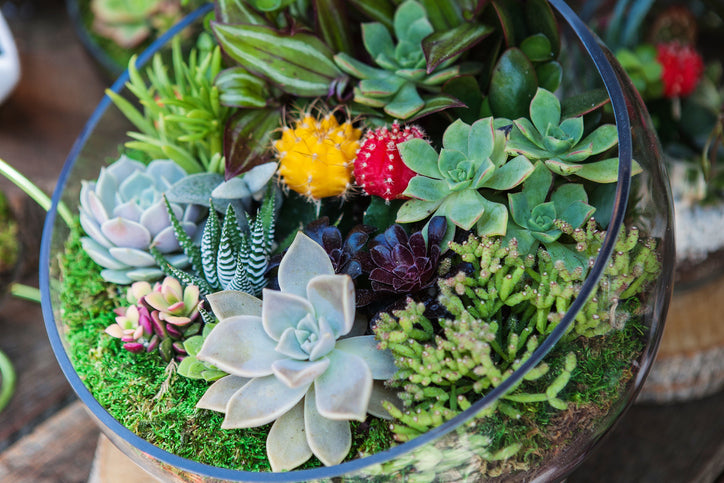 Do Succulents Produce Oxygen?