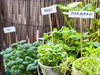 5 Tips To Help You Start An Indoor Herb Garden