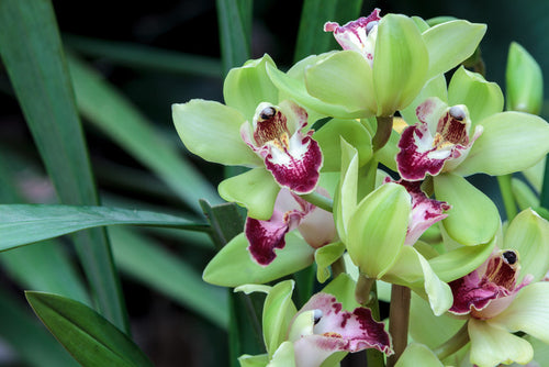 Cymbidiums, The Beautiful Boat Orchids