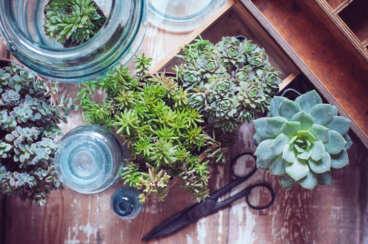 How to Grow Your Succulent Collection From Offsets, Leaves, and Cuttings