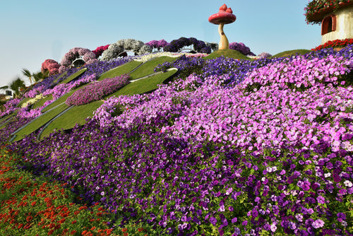 Where Is the Biggest Flower Garden in the World?