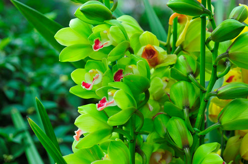 5 Activities Near Los Angeles For Orchid Lovers