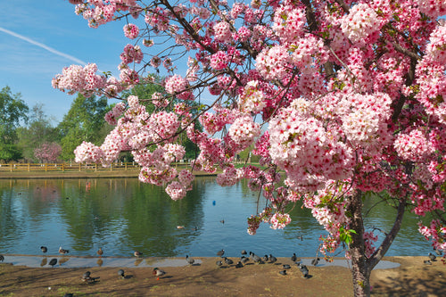 Where to See Cherry Blossoms in Los Angeles This Spring?