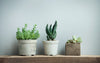 5 Types of Succulents That Will Thrive Inside Your Home