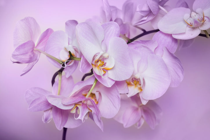 Orchid Care: How to Maintain Your Phalaenopsis Orchids While in Bloom