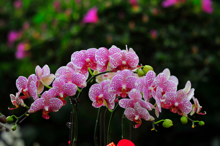 Vanderbilt’s Striking Orchids Bloom Again at Biltmore House