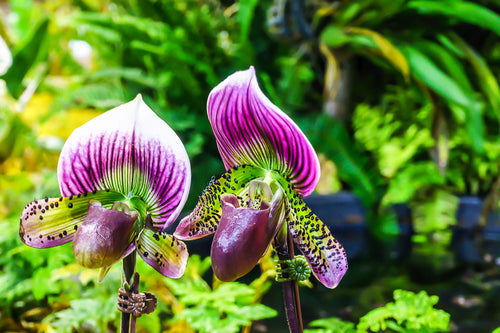 Singapore National Orchid Garden Gets $35 Million Makeover