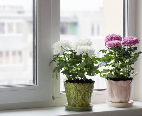 Pretty Flowering Plants Nasty Insects Hate
