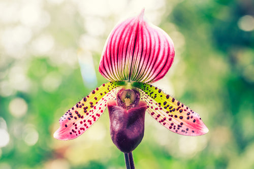 Lovely and Delicate, Lady Slipper Orchids