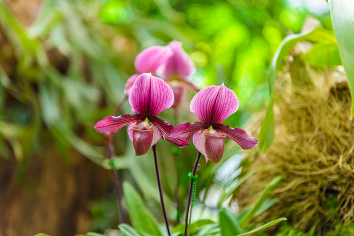 150,000 Rare Ram’s Head Lady Slipper Orchids In Ottawa, Experts Baffled