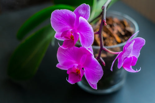 The Worst Advice We’ve Ever Heard About Growing Orchids
