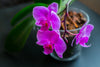 The Worst Advice We’ve Ever Heard About Growing Orchids