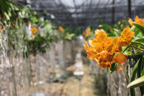 Where to See Flowers and Orchids in Los Angeles