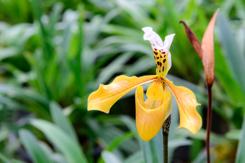 3 Rarest Orchids In The World