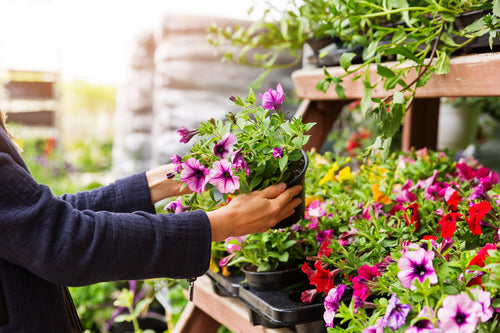 The Major Plant Shopping Mistake You Might Be Guilty Of