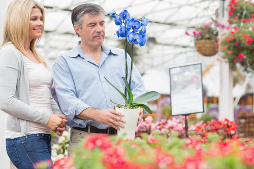 What Type of Orchids to Give as Gifts