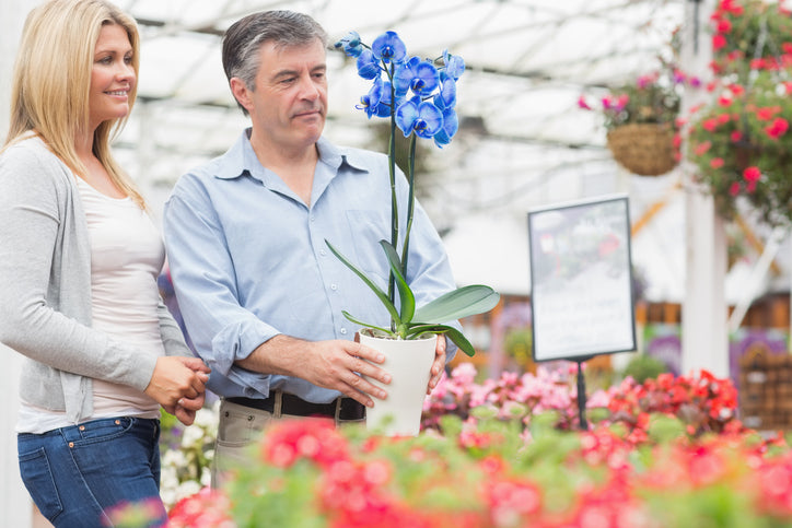 What Type of Orchids to Give as Gifts