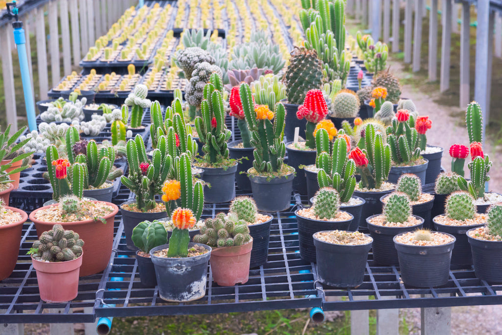 5 Reasons Why Succulents Are Super Plants