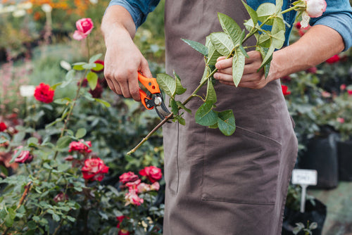 cut-flower-garden